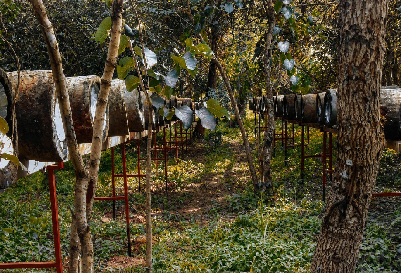 Beehives in natural setting